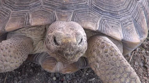Desert Tortoise Close Up Stock Footage 40271840