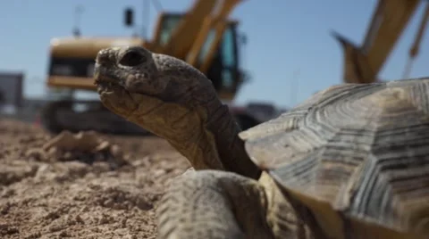 Desert Tortoise, Construction Site Stock Footage 40271769