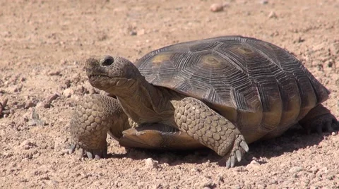 Desert Tortoise, Construction Site Stock Footage 40271831