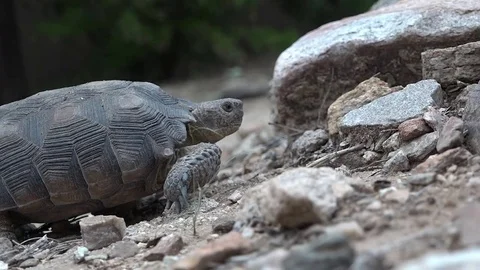 Desert Tortoise Crawls Along Sandy Rocky Desert Landscape Low Angle Stock Footage 79428957