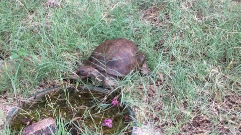 Desert Tortoise Drinking 库存影片 95266450