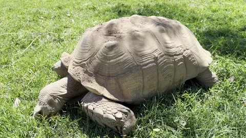 Desert Tortoise eating grass Stock Footage 307954223