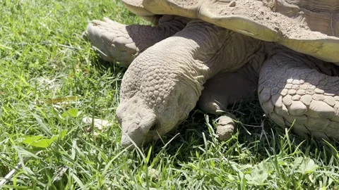 Desert Tortoise eating grass Stock Footage 307956663