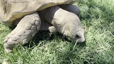 Desert Tortoise eating grass Stock Footage 307957728