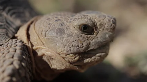 Desert Tortoise Extreme Close Up and Blinking Stock Footage 149077184
