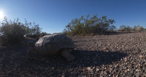 Desert Tortoise, Followed by the Camera   Stock Footage 86130400