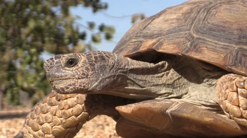 Desert Tortoise Vídeos de archivo 32207180