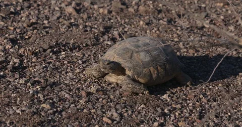 Desert Tortoise Stock Footage 86126631