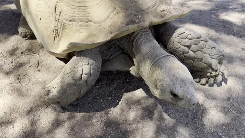 Desert Tortoise Stock Footage 307957869