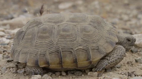 Desert tortoise laying down watching the camera Stock Footage 64666719
