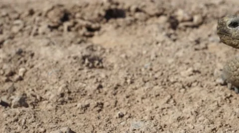 Desert Tortoise Looking Around Stock Footage 40271813