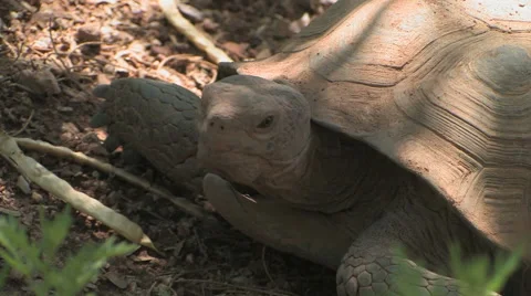 A desert tortoise looks around just after a brief rain in the Sonoran Desert 스톡 동영상 55061353