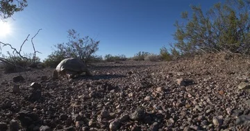 Desert Tortoise moving away from camera, wide angle Stock Footage 86127560