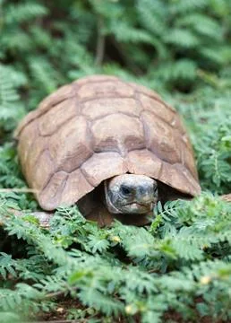 Desert tortoise Stock Photos