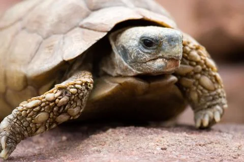 Desert tortoise Stock Photos