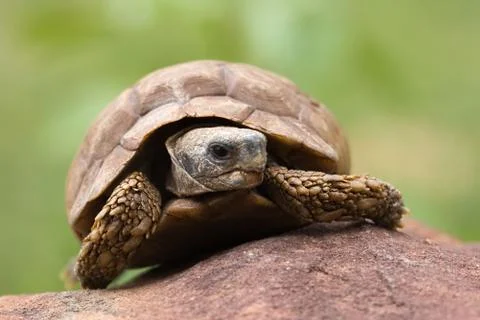Desert tortoise Stock Photos