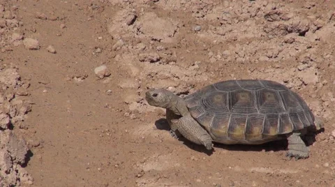 Desert Tortoise, Tire Tracks Stock Footage 40271807