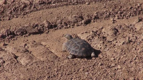 Desert Tortoise, Tire Tracks Stock Footage 40271935