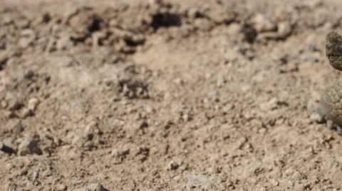 Desert Tortoise (Turtle) Paning Shot Stock Footage 40271765