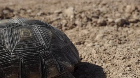 Desert Tortoise (Turtle) Slow Panning Shot Stock Footage 40271766