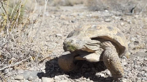 Desert Tortoise (Turtle) Walking Stock Footage 40271771