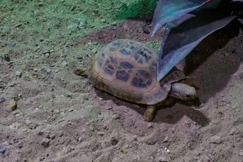 Desert tortoise under a big leaf Stock Photos