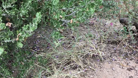 Desert Tortoise Walking 01 库存影片 95266475