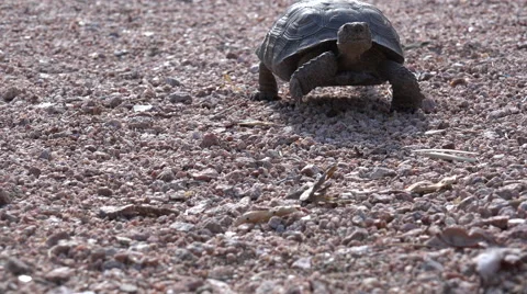 Desert Tortoise Walking 4K Stock Footage 40048807