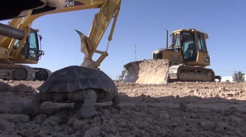 Desert Tortoise Walking, Construction Site Stock Footage 40271803