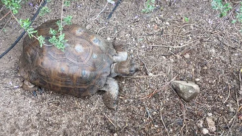 Desert Tortoise Walking 库存影片 95264746