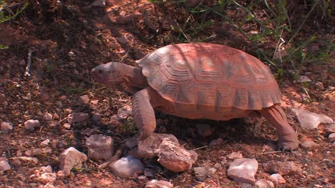 Desert Tortoise walking Stock Footage 147957988