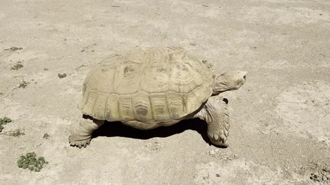 Desert Tortoise walking Stock Footage 307957893