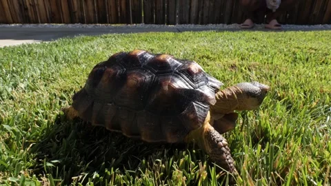 Desert tortoise walking on green grass in a yard Stock Footage 248195024