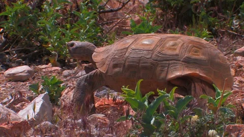 Desert Tortoise walking through plants Stock Footage 147957986