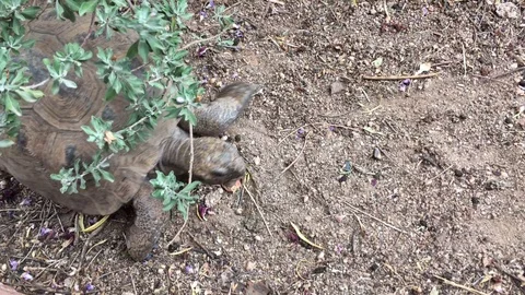 Desert Tortoise Walks 库存影片 95264573
