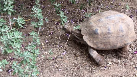 Desert Tortoise Walks Into Shrubs 库存影片 95264723