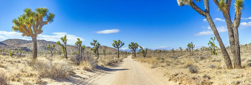 Desert trail through Joshua Tree National Park Stock Photos