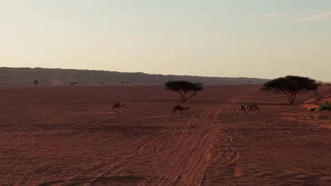 Desert, Tranquil, Grazing, Wildlife Stock Footage 329284117
