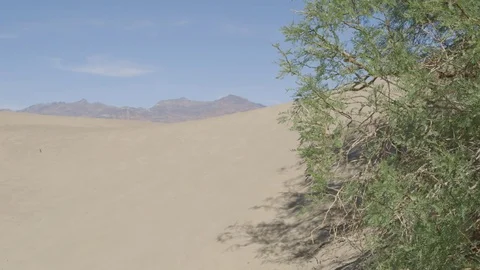 Desert tree 2 Stockbeeldmateriaal 80892923