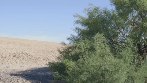 Desert tree 4 Stock Footage 80892972