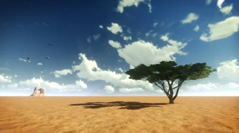 Desert Tree and Birds with Time Lapse Clouds Stock Footage