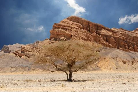 Desert tree and mountains Stock Photos
