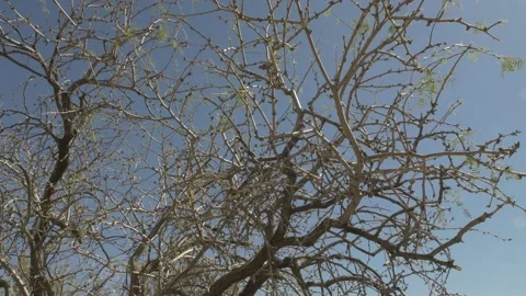 Desert tree and sky Vídeo Stock 135362824