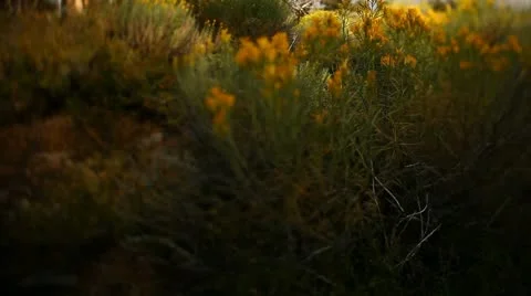 Desert tree crane up Stock Footage 20494148