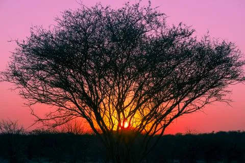 Desert tree dusk Stock Photos