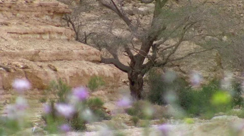 Desert tree with flowers at front. Vídeos de archivo 663028