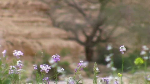 Desert tree with flowers at front. Vídeos de archivo 663050
