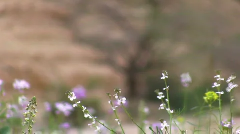 Desert tree with flowers at front. Stock Footage 663605