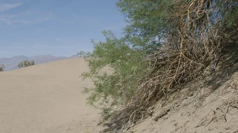 Desert tree Stock Footage 80893187
