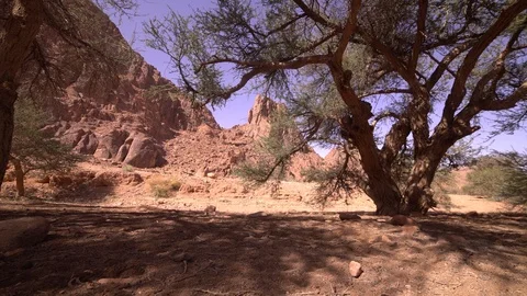 Desert with tree Vídeos de archivo 110887130